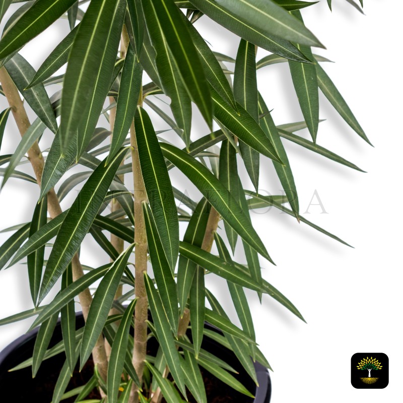 Nerium Oleander