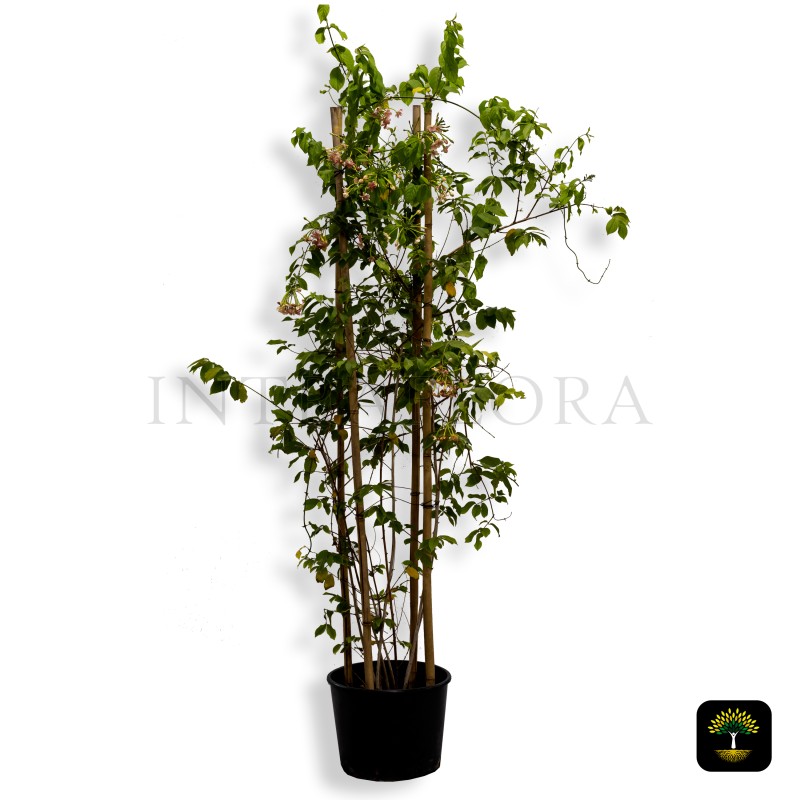 Quisqualis Indica