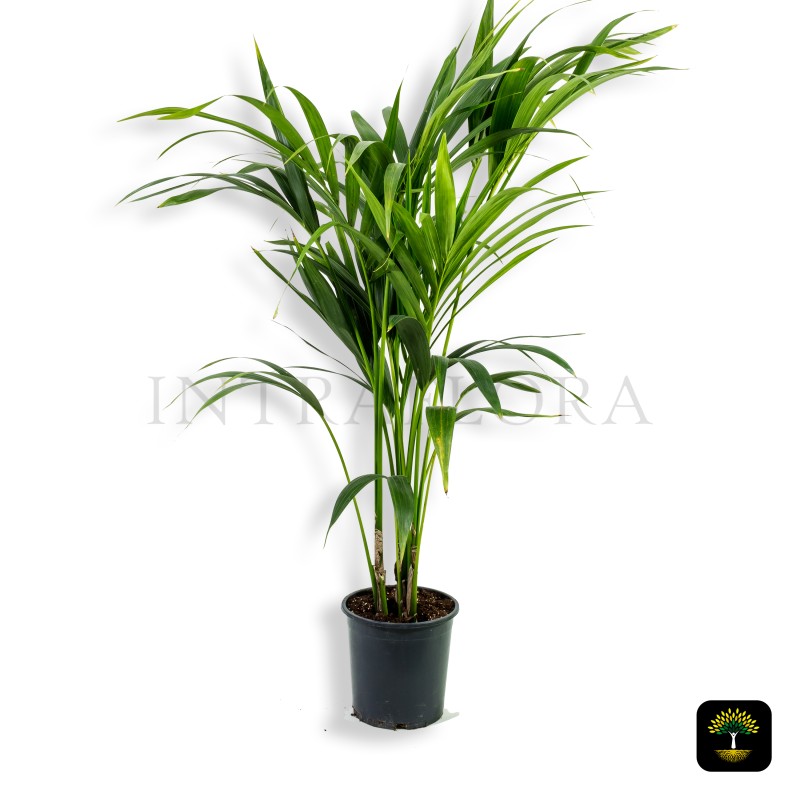 Howea Forsteriana