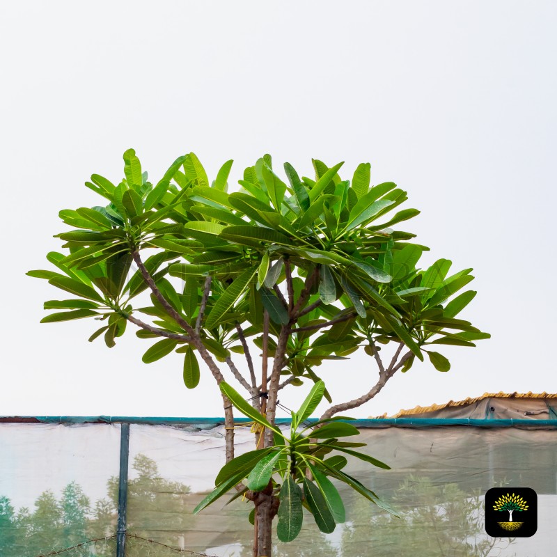 Plumeria Obtusa