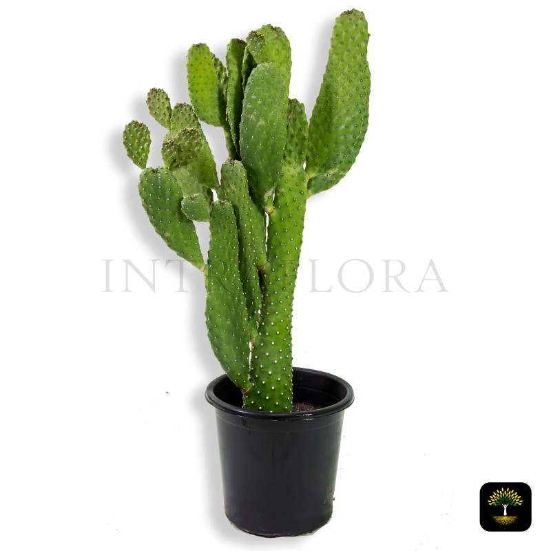 Opuntia Consolea