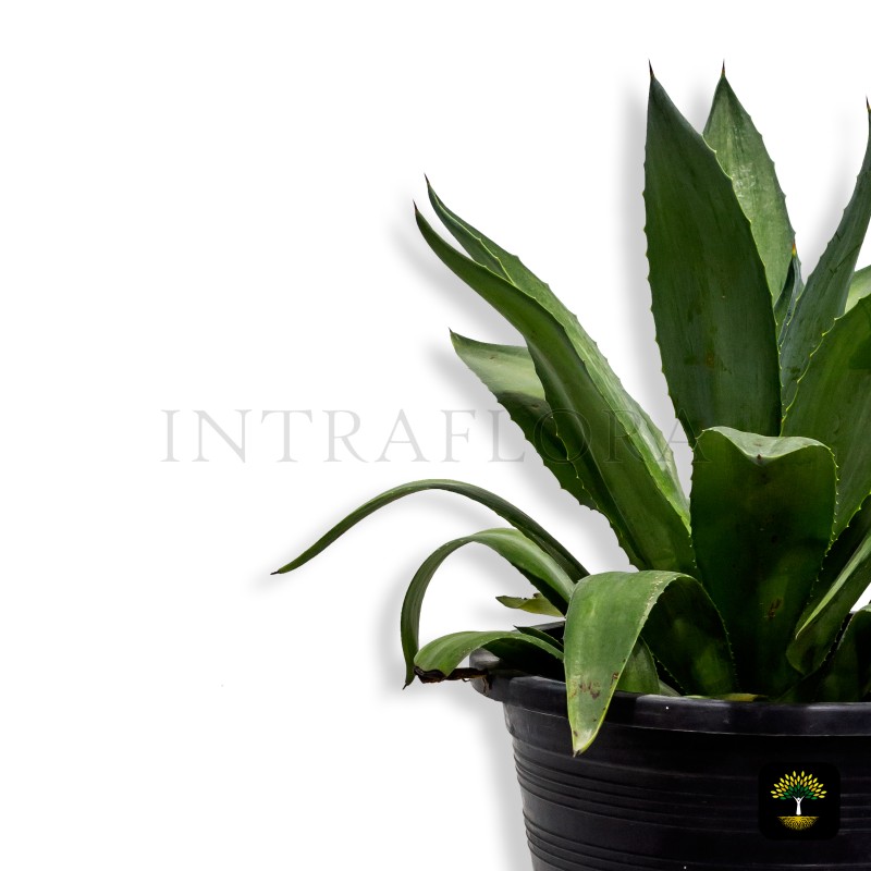Agave Attenuata
