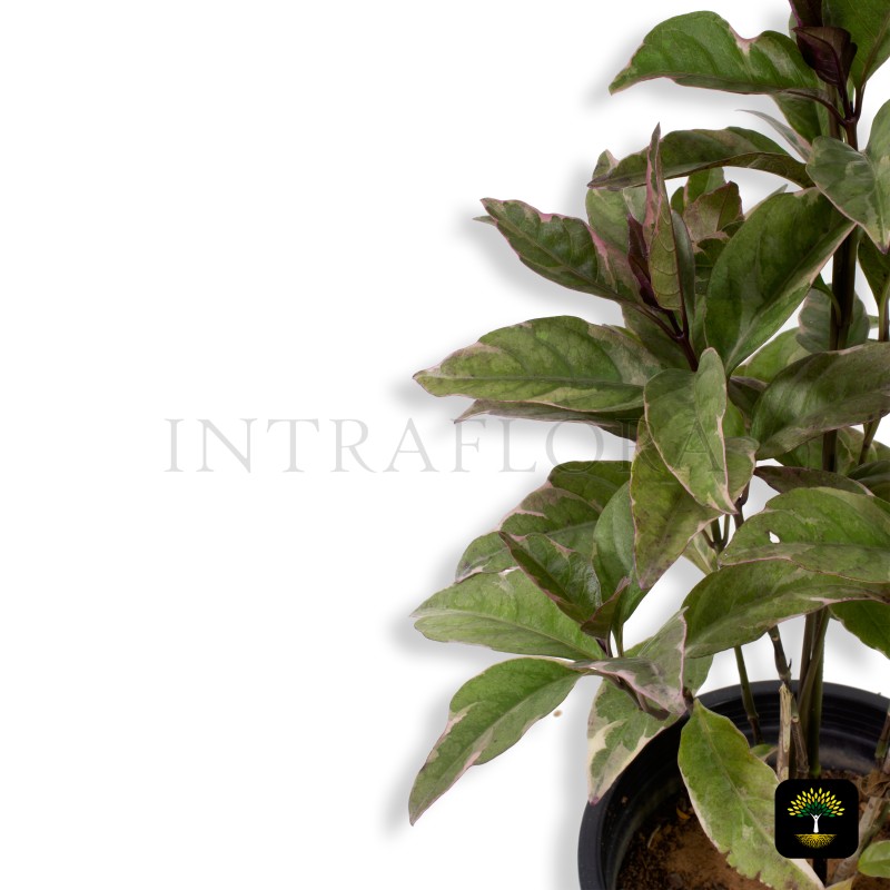 Pseuderanthemum Large