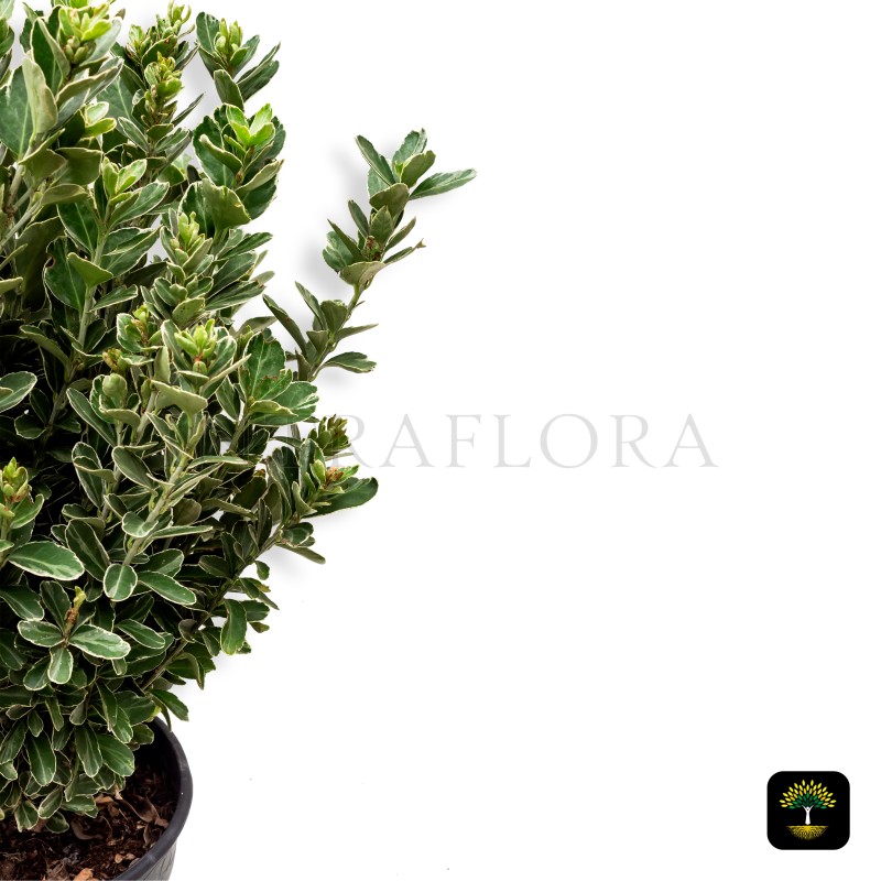Euonymus Japonicus