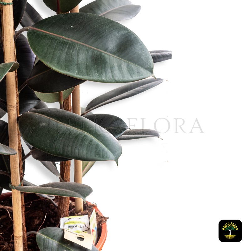 Ficus Robusta