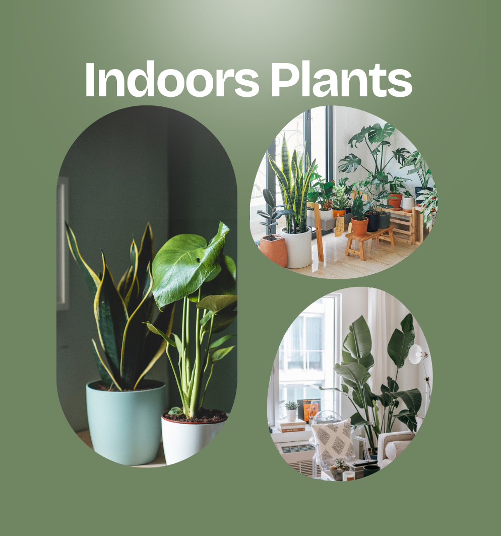 Indoor Plants