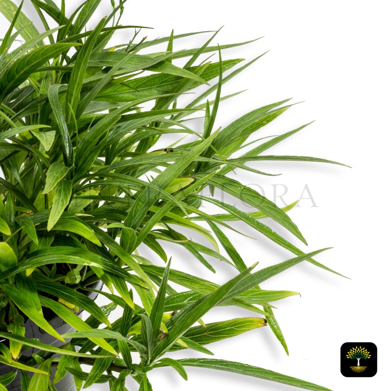 Ruellia Ciliosa