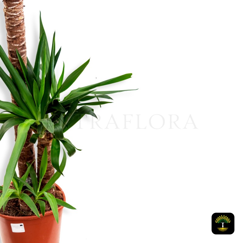 Yucca Elephantipes