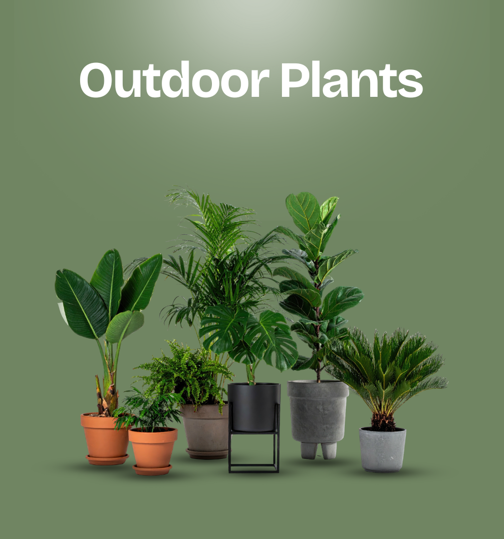 Outdoor Plants